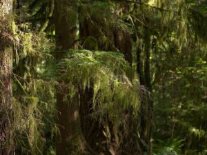 Property photo for land for sale in Skamania County Washington