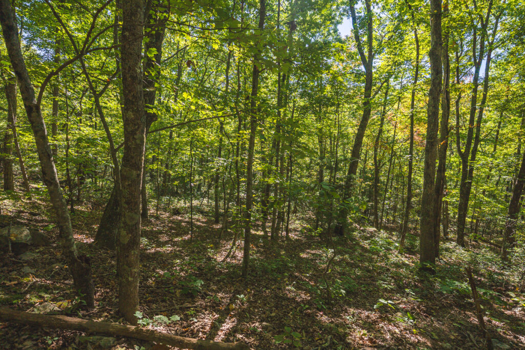 395d4110-ef85-40cd-b0e8-8c9d4d11e644.jpg