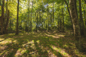 Property photo for land for sale in Pulaski County Virginia