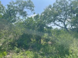Property photo for land for sale in Bee County Texas