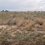 Property photo for land for sale in Torrance County New Mexico