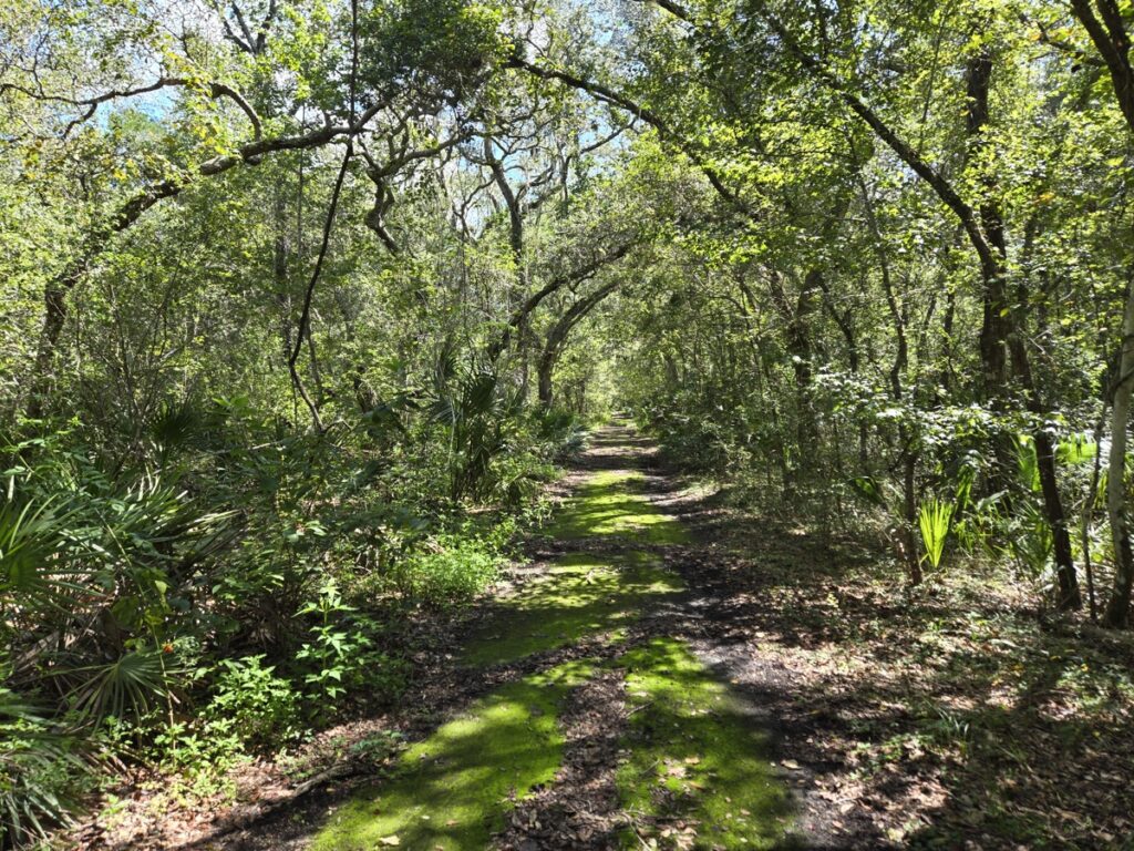 Property photo for land for sale in Dixie County Florida