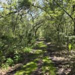 Property photo for land for sale in Dixie County Florida