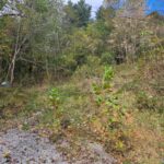 Property photo for land for sale in Lee County Virginia