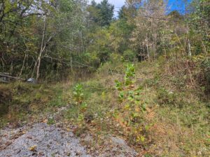Property photo for land for sale in Lee County Virginia