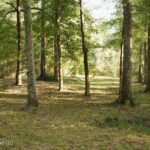 Property photo for land for sale in Pike County Mississippi