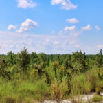 Property photo for land for sale in Chesterfield County South Carolina